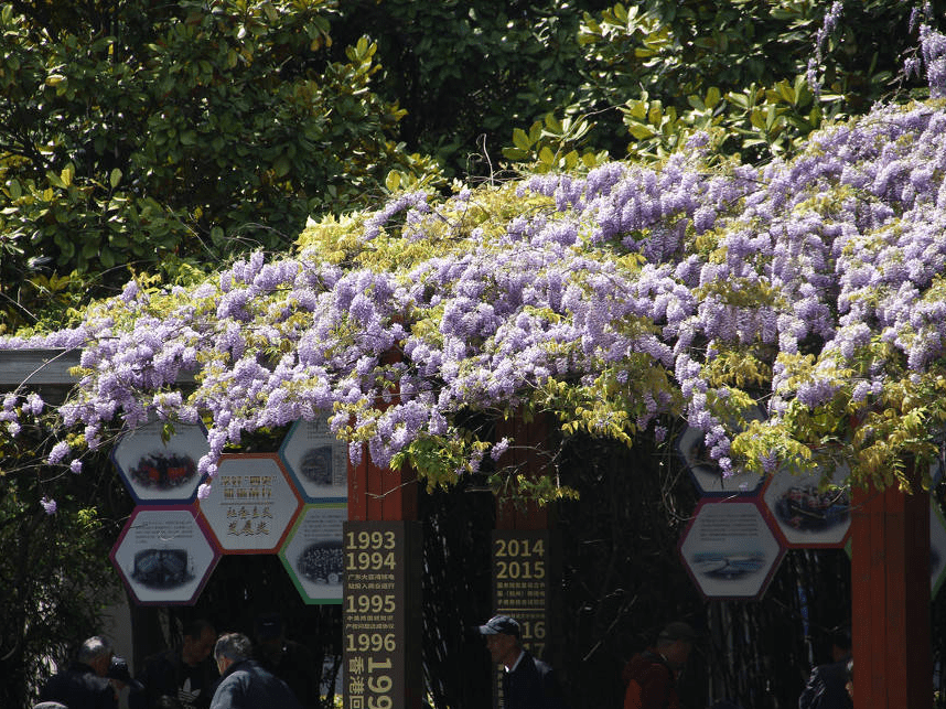 上海一公園紫藤花盛開夢幻整個春天