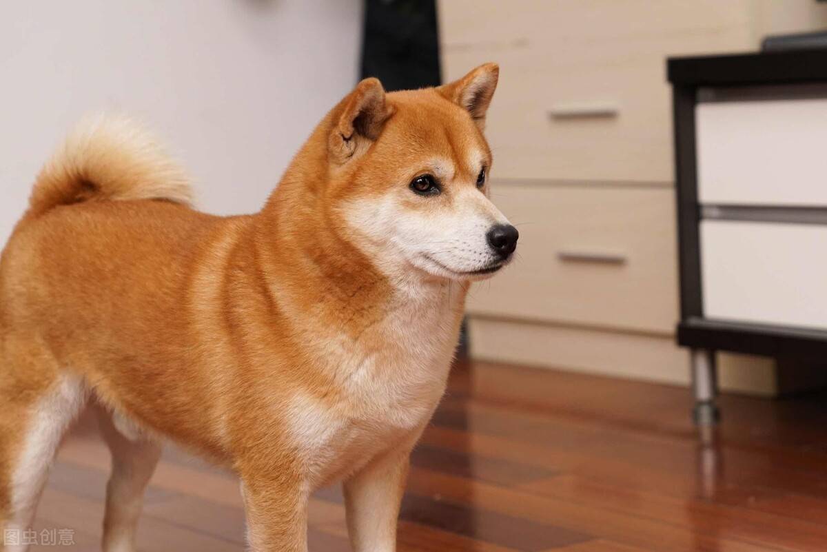 柴犬好驯服吗?拆家怎么办?