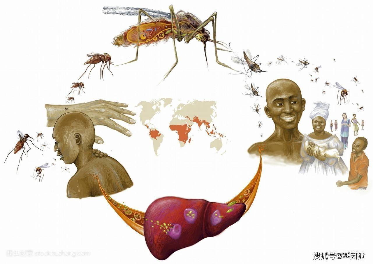 我國科學家在治療瘧疾新型藥物靶點領域取得系列展