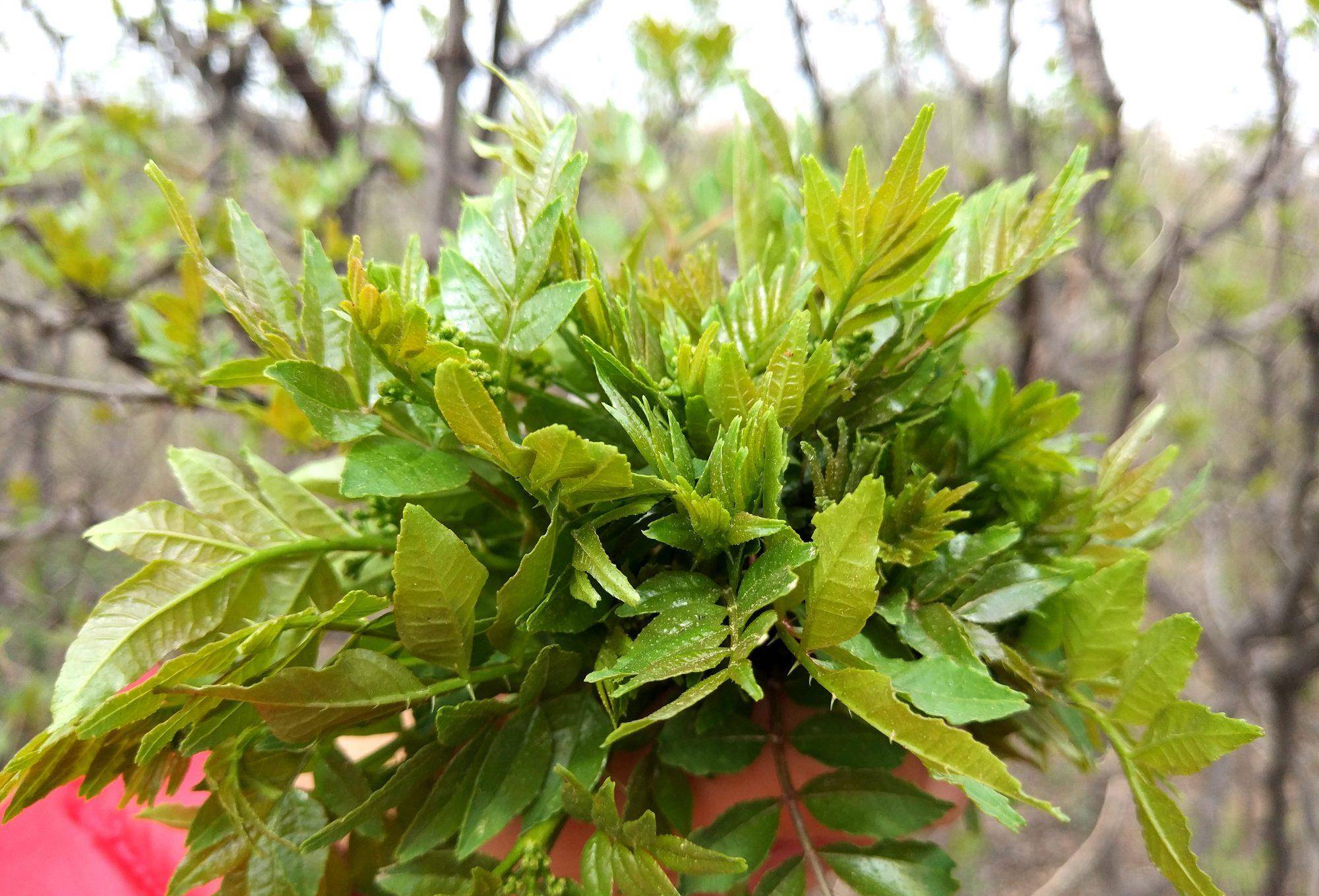 有的麻香味,吃花椒芽不僅可以補充維生素,還可以具有解毒和活血的功效