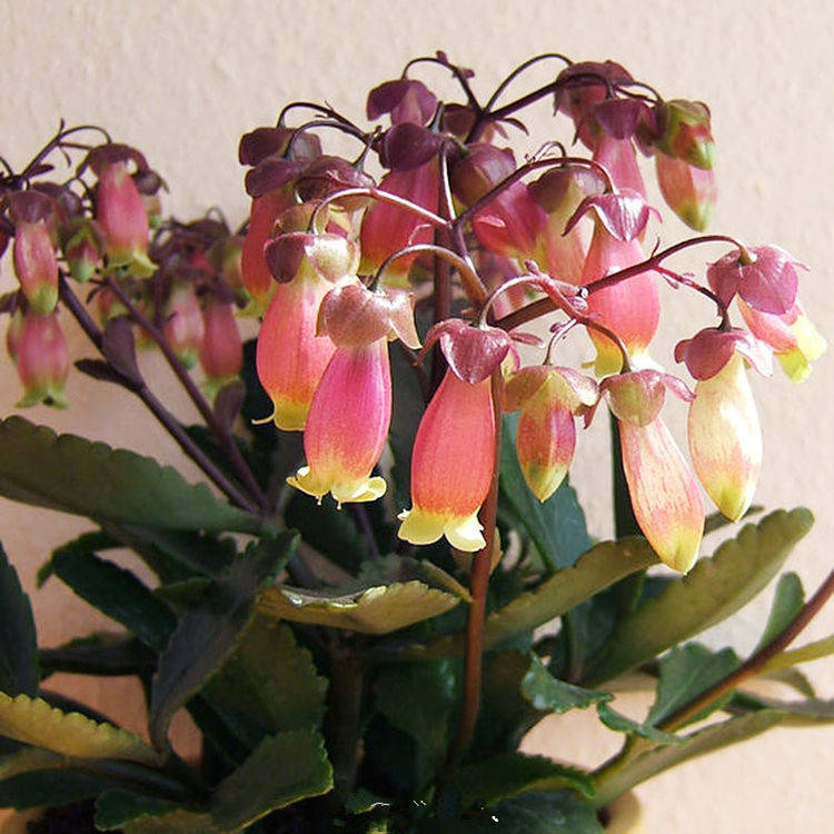 家里养此款花卉 便宜又好养 不用操啥心 花色繁多易爆盆 开花