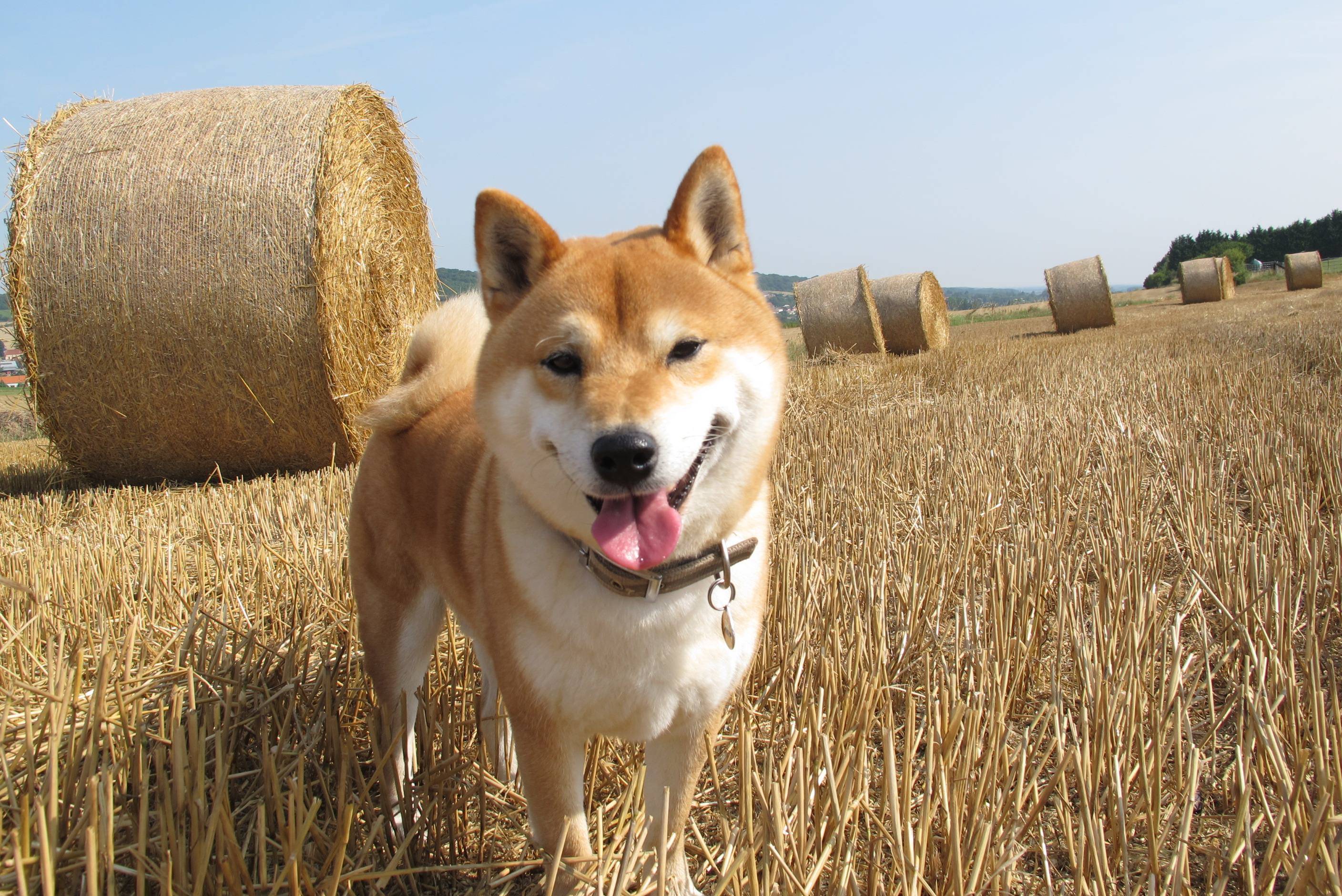 專業柴犬犬舍