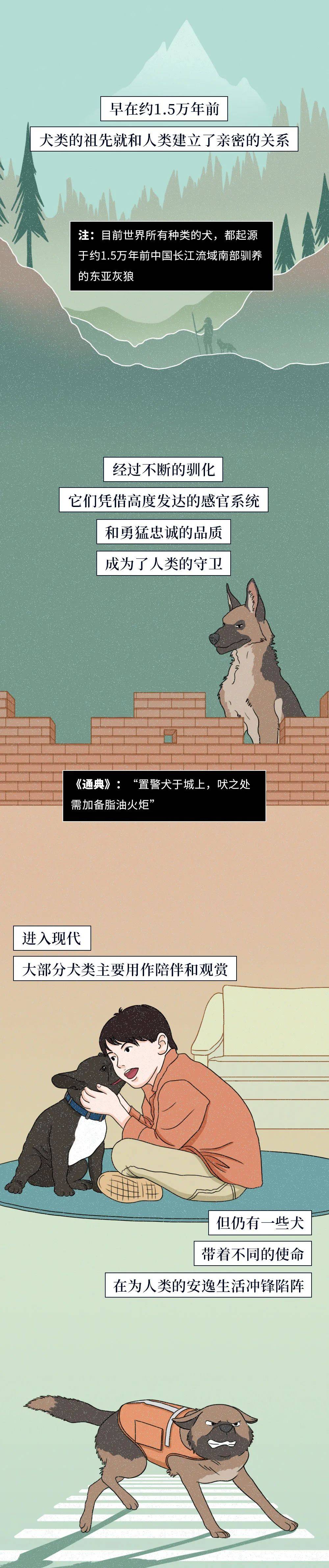 中国警犬图鉴
