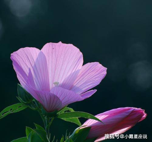 原創網絡上很讚的幾句話用來激勵自己風雨兼程