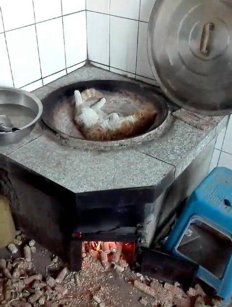 貓咪為了取暖自己跑到鍋里，被燉了都不知道，還在睡覺 萌趣萌寵 第2张