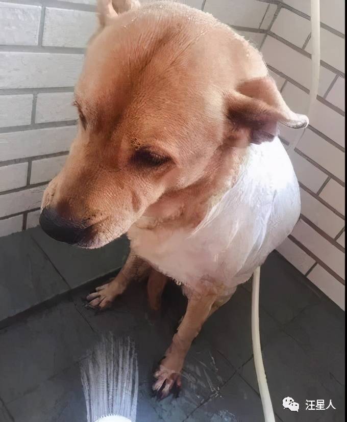 小鲜肉变双下巴大叔!11年后的狗狗脖子多了整整一圈