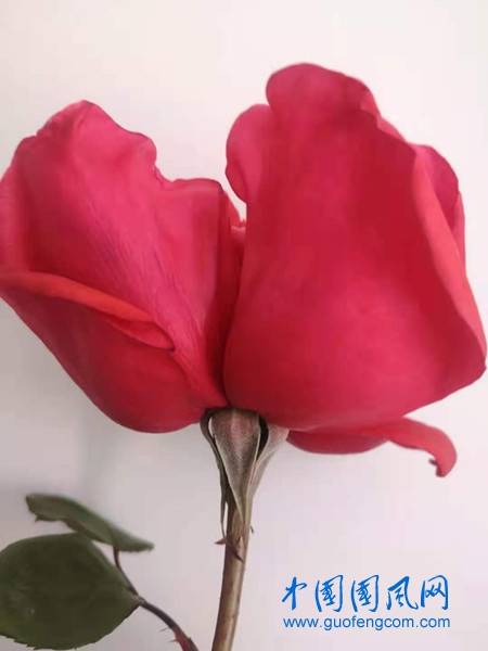 并蒂红玫瑰偶得(诗 水月)_手机搜狐网