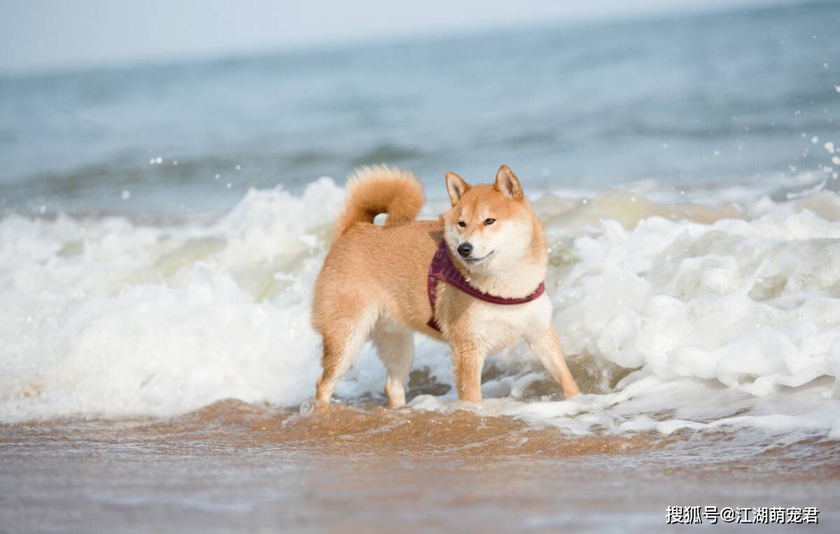 如何给狗狗剪指甲才剪不到血线 2f07ede738d341f089406776c6a938b5.jpeg