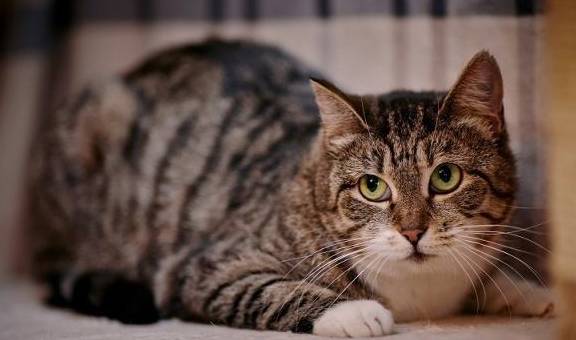 怎样才能让猫咪爱上自己 5497461aead546bc9f216c99aa0673f7.jpeg