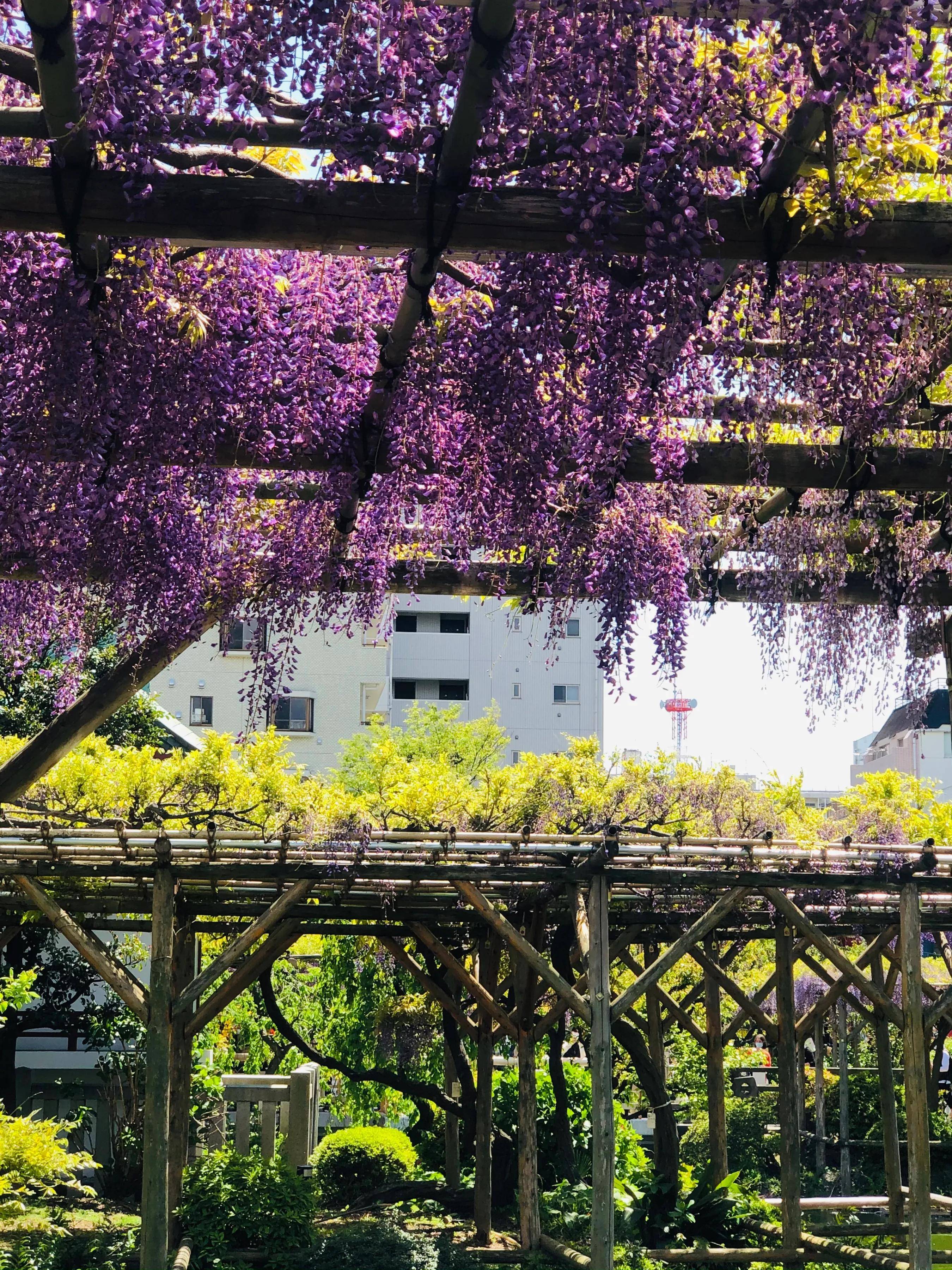 闹市里的紫藤花开，虽然现在东京疫情蔓延防止中，游人依然众多