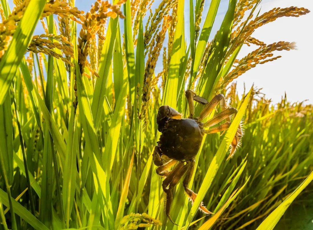 光合炬献源于北纬41度的优质生态米蟹稻家927