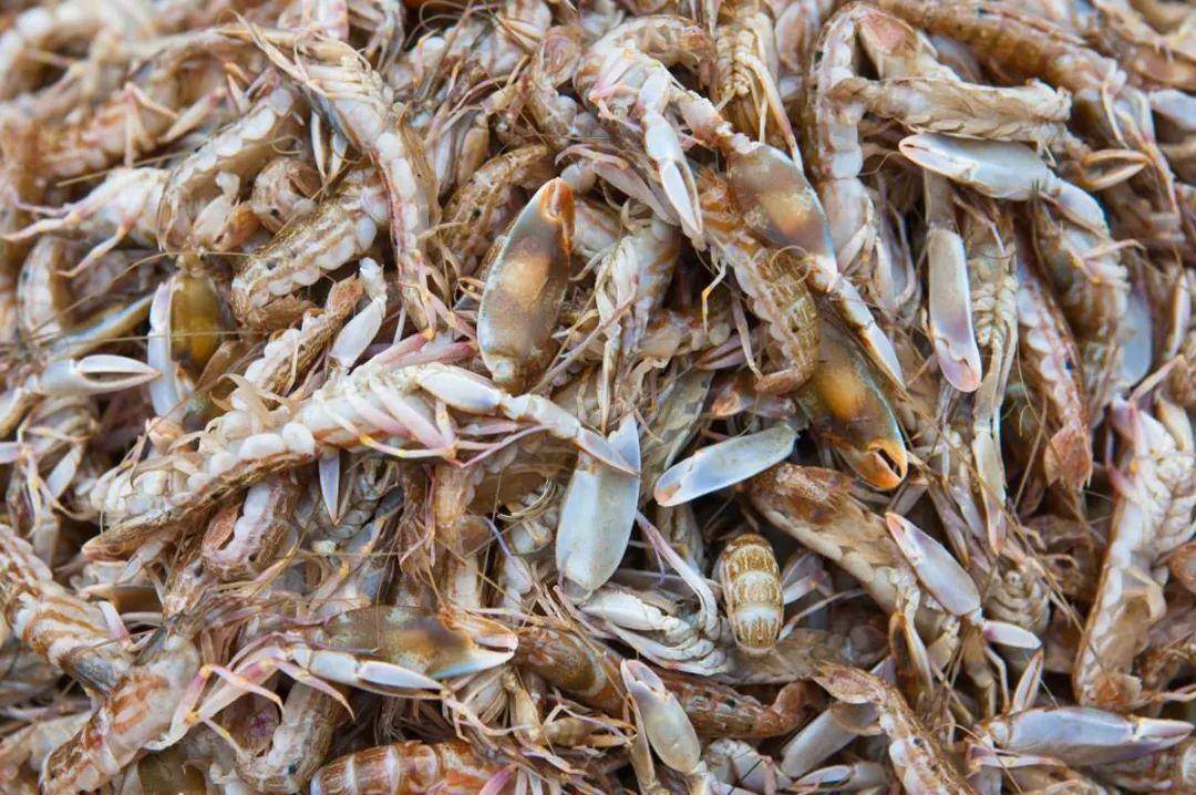 的吃货们都知道,春天不但荠菜,香椿,曲麻菜等各种野菜鲜嫩,像嘎巴虾