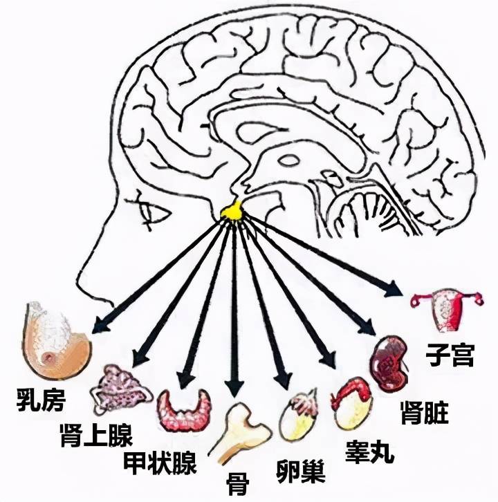 视力不断下降需警惕脑垂体瘤
