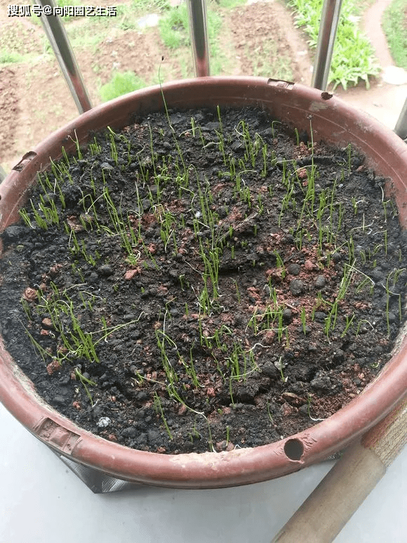 怎么种葱在花盆里 af3413a9bb5543168c3282b35c0812c0.png