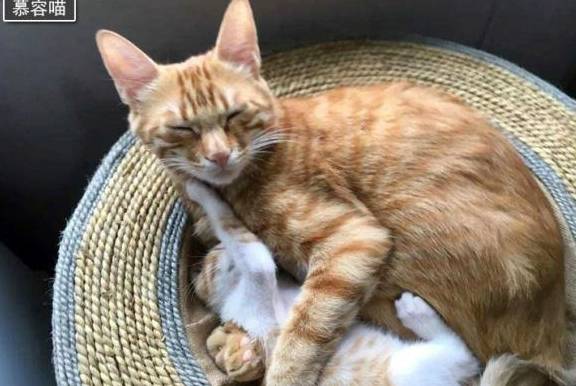 梦境解析，双头孕猫的追逐——一场关于自我认知与情感纠葛的奇幻之旅