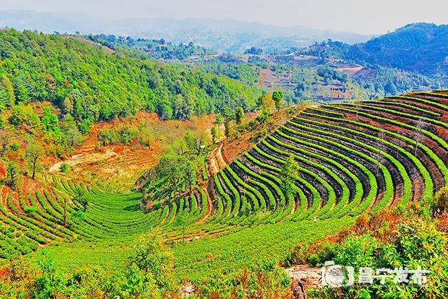 雲南昌寧:春到茶鄉逛茶園