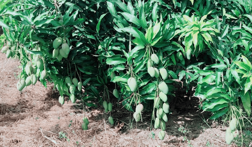 一口爆汁比蜜甜,没吃过小台芒,别说你吃过芒果!