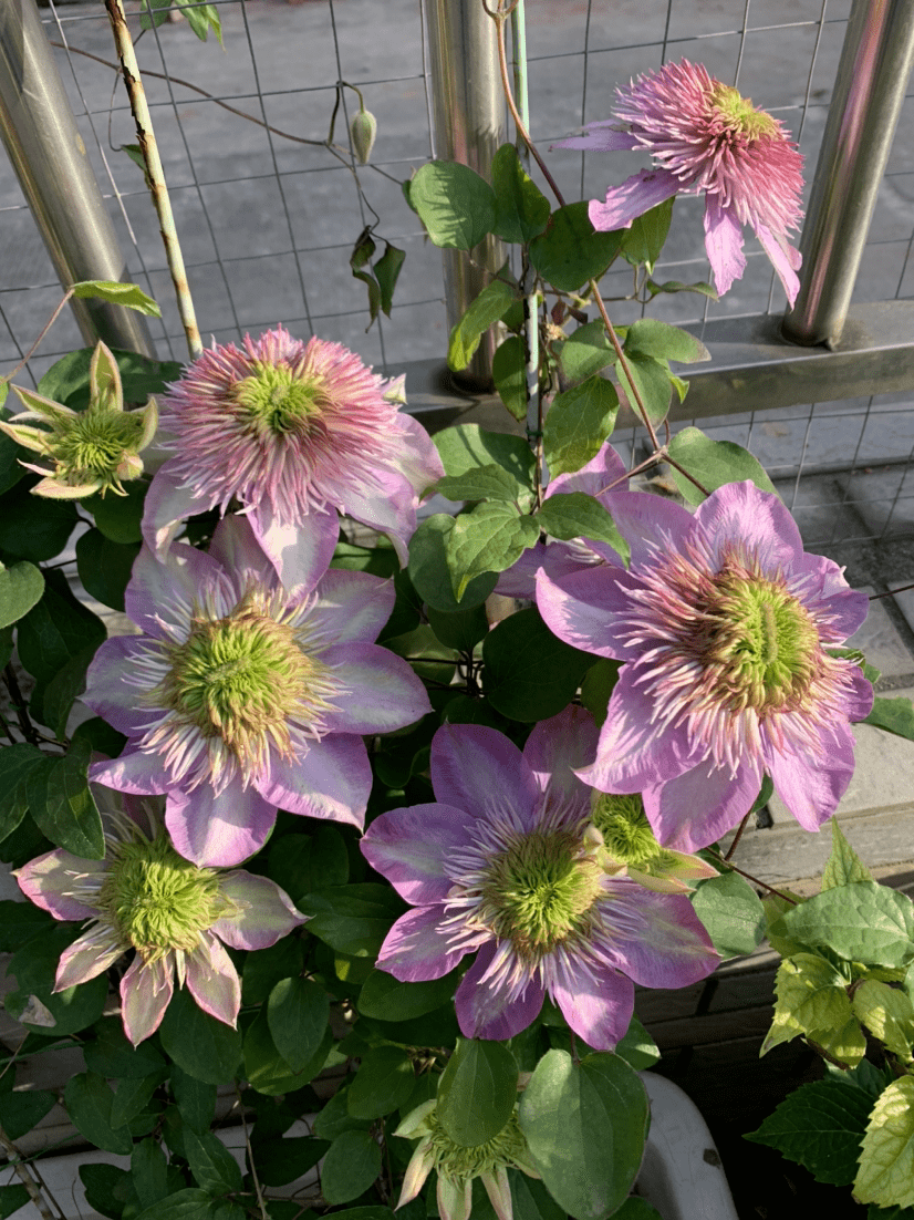 给花用点 小豆豆 花吃了呼呼长 花苞一个接着一个蹦 开花