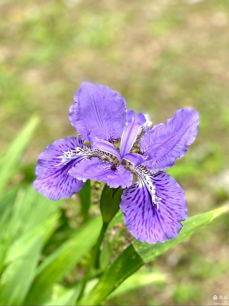 蓝色妖姬 鸢尾花 在春日的阳光下默默的散发着芬芳 薄得