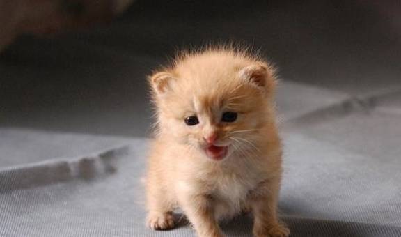 怎么养小猫最便宜 a3e1d88665cd4d19b044de4121780711.jpeg