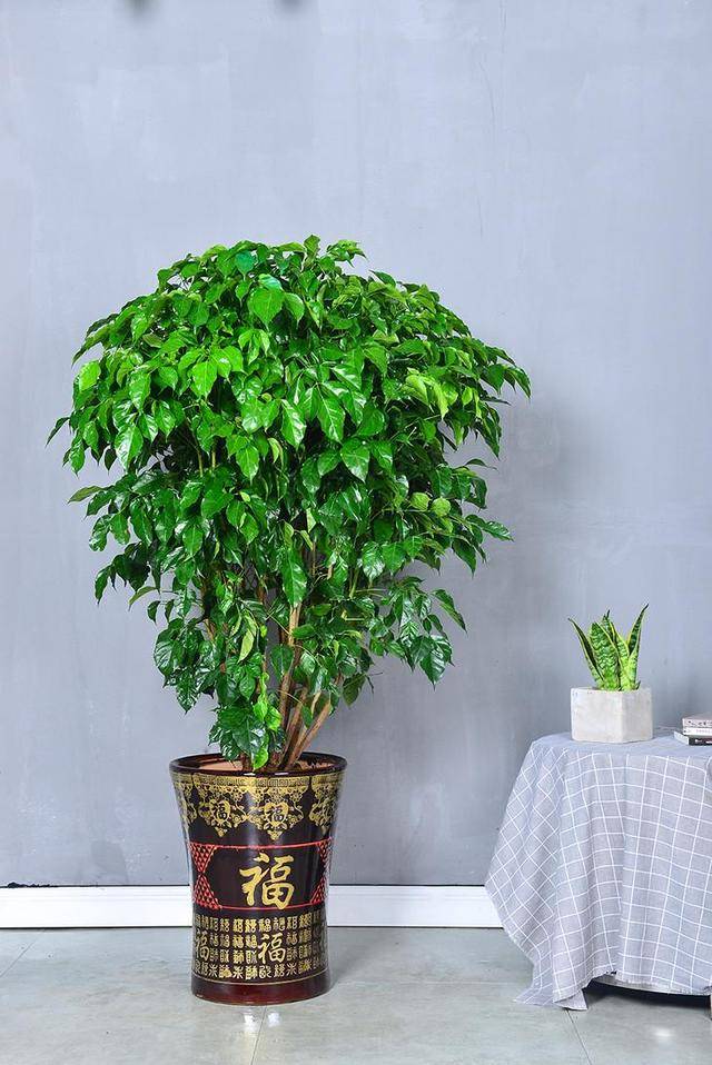 养发财树用什么土好 e9e2d8029d134ba6a5d13a1bbe1697f4.jpeg