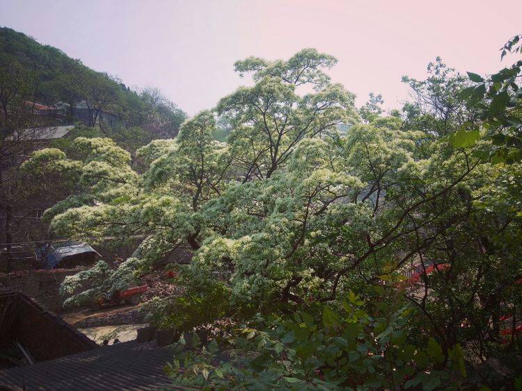淄博这些流苏花开,满树白花如霜似雪,太惊艳_响泉