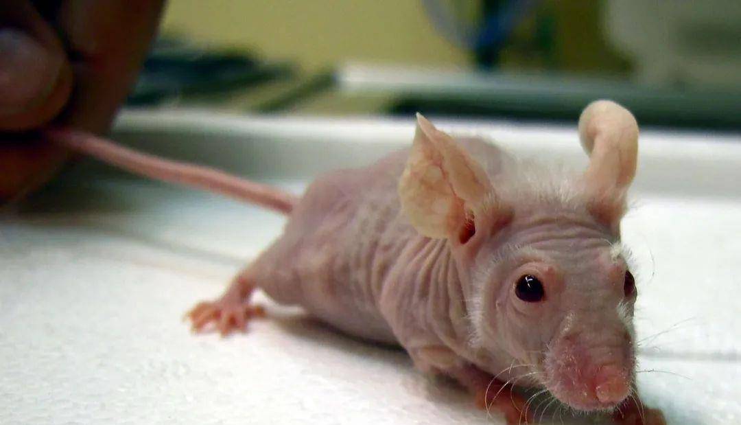 老鼠有多少年的历史了 027525fb7a9a4a22a3d4ff425ebf9c86.jpeg