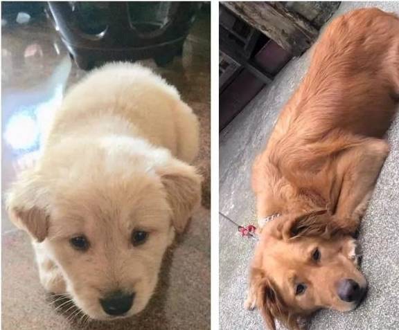 金毛前肢断成两截背后的原因让人笑出声