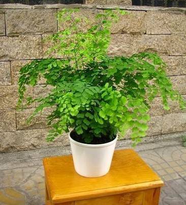 适合家里养的10种花有哪些 3066bda50ef442e2bc9067bd140769d3.jpeg