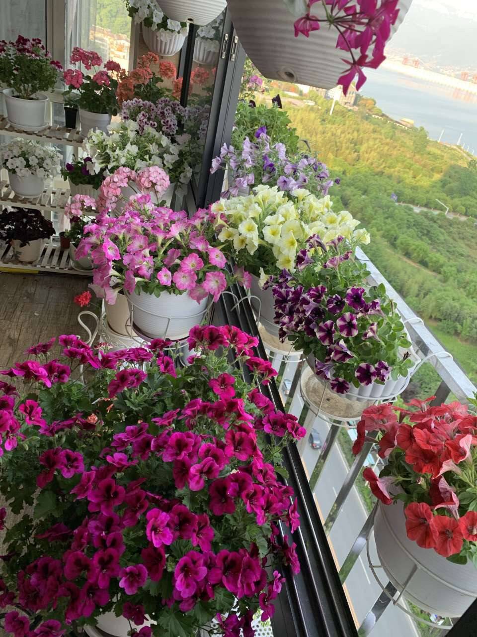 5种花适合养在"防盗窗"上,省地方,开花多,邻居都学着养