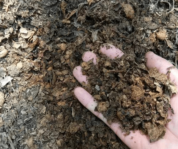 松树茸的用途 43f64a477eb245a690ba62d8b8fe2e98.png