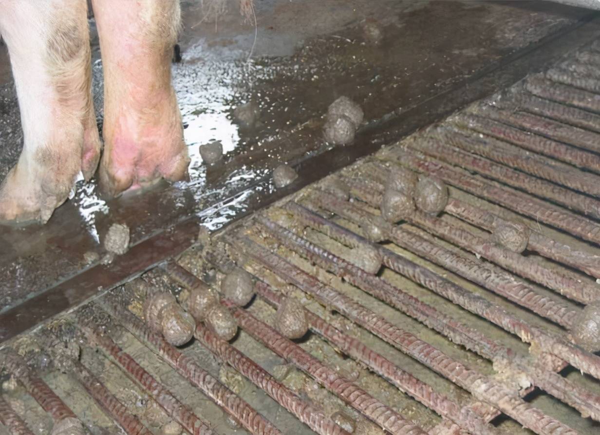 母猪便秘怎么办快速解决?母猪便秘的原因对策,学会了很有用_养殖户