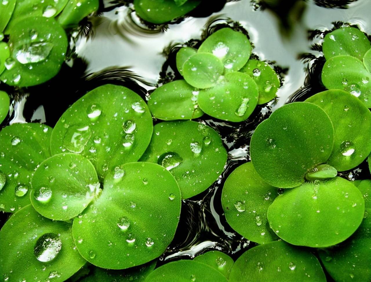 一候,萍始生 | 浮萍开始生长.