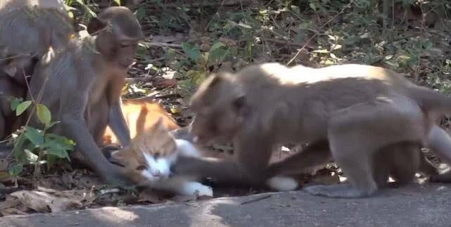 猴子最怕谁 79bf75c77bfd4dba9415fb3449a8940e.jpeg