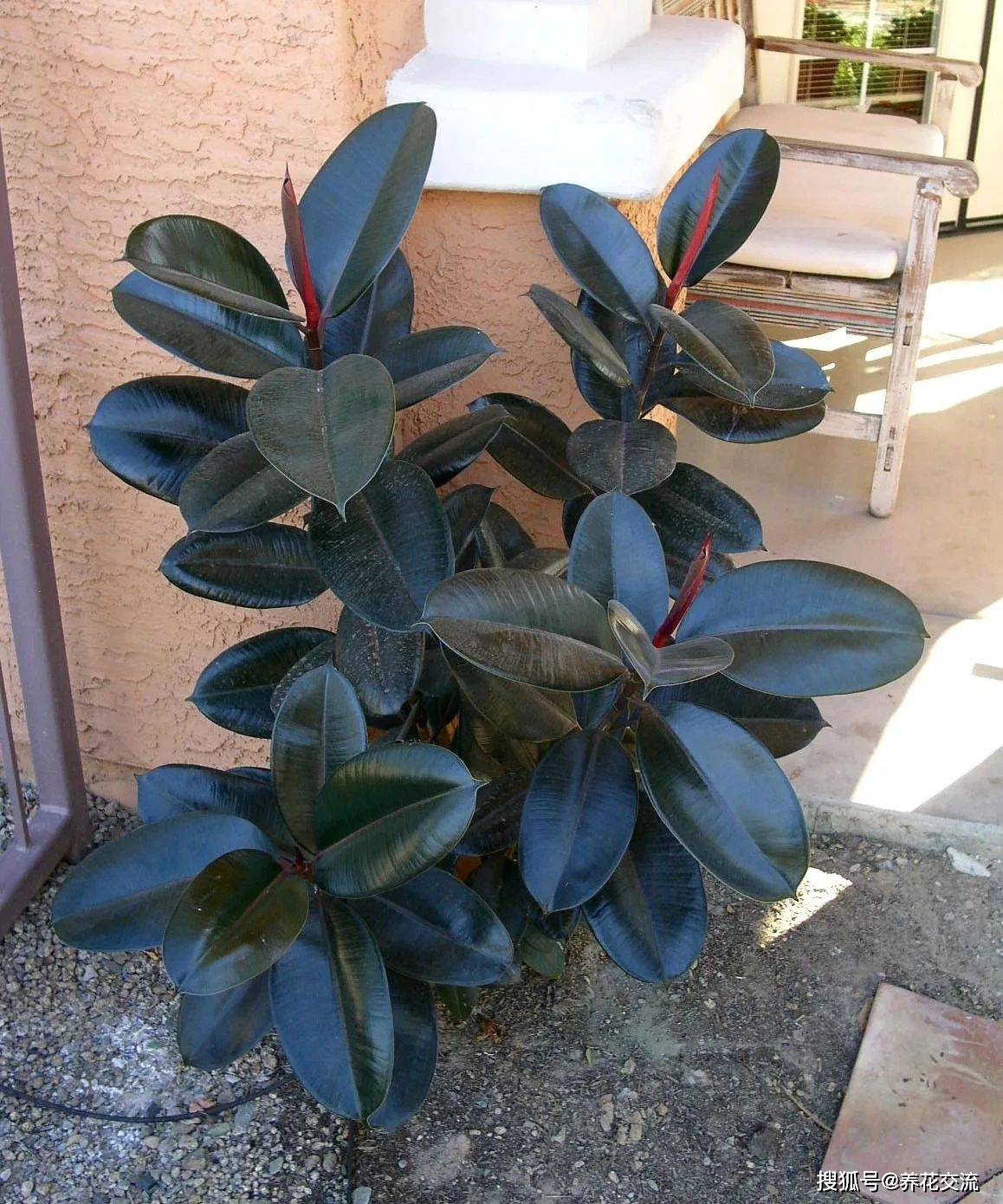 原创能长到1米5左右的大型绿植别乱选这6种耐阴耐旱易养活