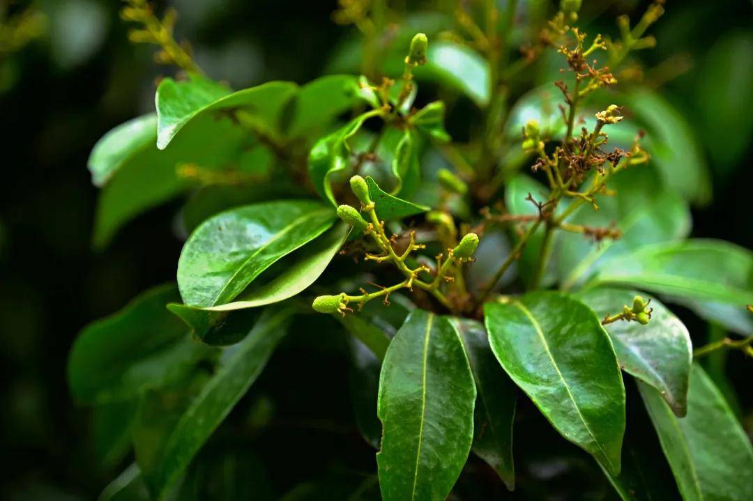 廣州華夏職業學院約個荔枝宴百年荔枝爭相妍華夏苑內丹荔可人