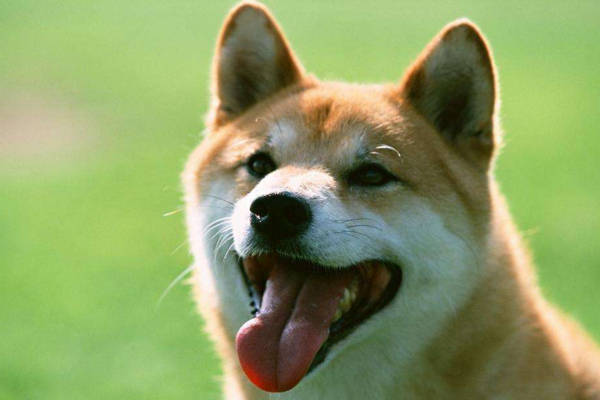 狗狗叫声扰民有什么规定 d298961f2d994843b4d941913f42b5e1.jpeg