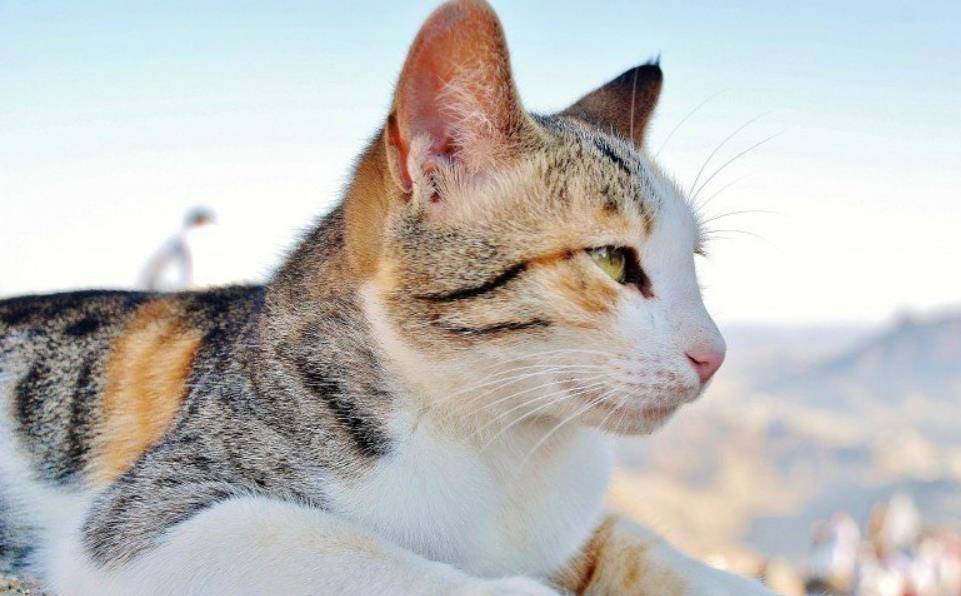 猫 鼻子 除了能呼吸外 竟还有这5种作用 你戳过猫鼻子吗 猫咪