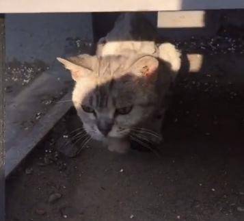 几个月的小猫可以自己在家 05e67637d60e4211b285ac59229efb44.jpeg