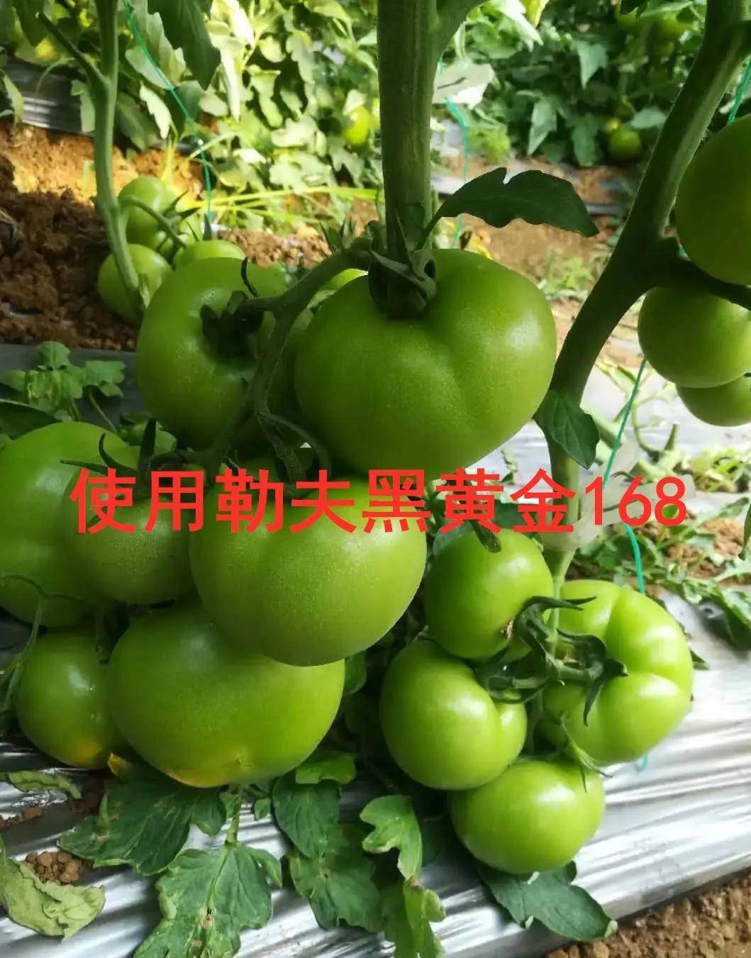 5953f13f5ea944b28a04183f2c1de606.jpeg