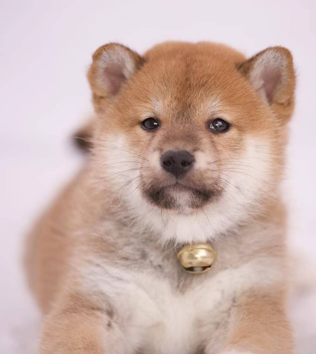 柴犬是傻狗吗？柴犬智商高吗？_搜狐网