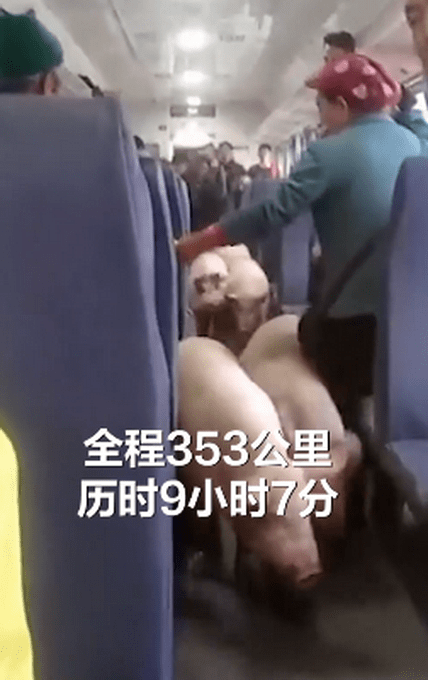 画面太可爱！四川一火车上有猪羊成群穿行，乘客淡定