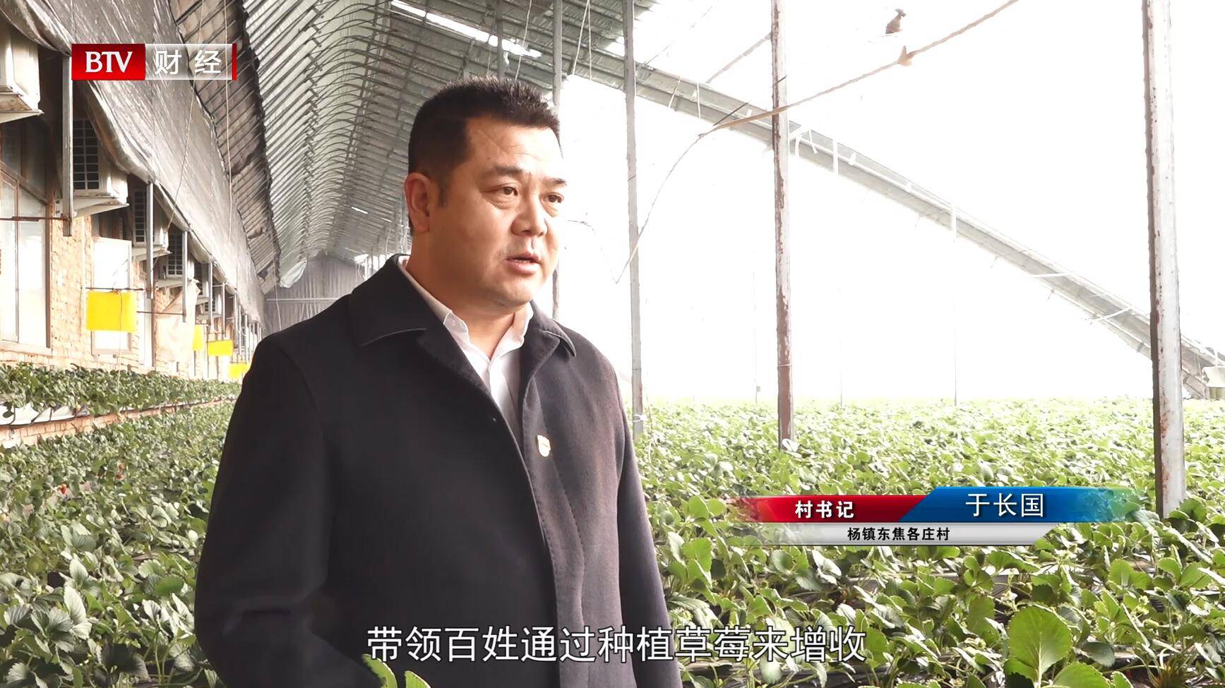 杨镇东焦各庄村村书记于长国表示:对于神农天地和焦各庄村种植的草莓