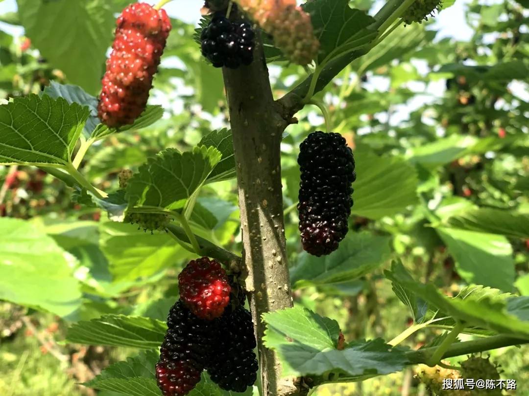 宁波天宫庄园桑果采摘啦!园内无限畅吃!