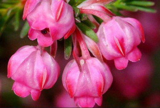 杜鹃属于什么植物类别 1c3d6d32def34413b90adce60dde506f.jpeg