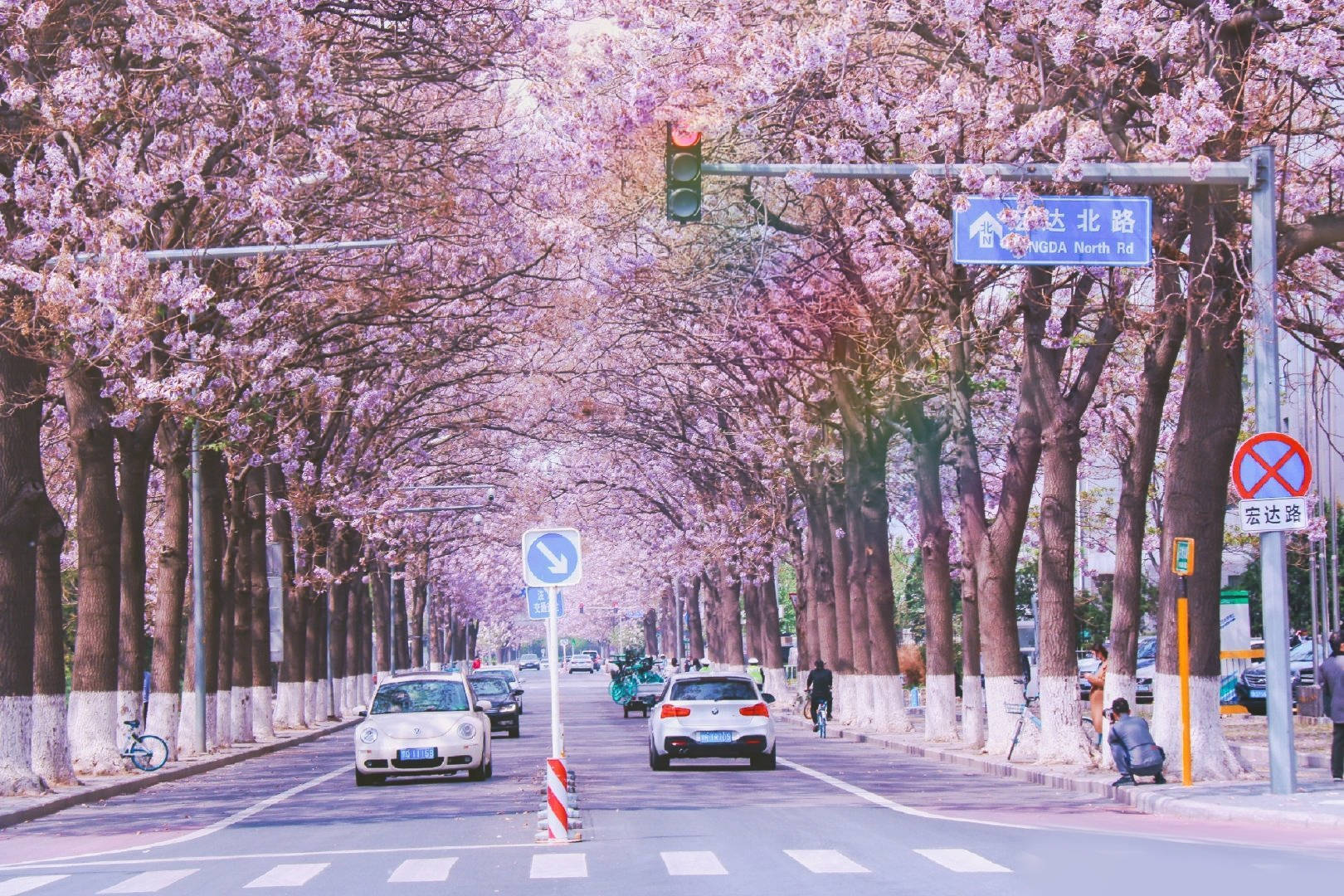 北京樱花大道图片