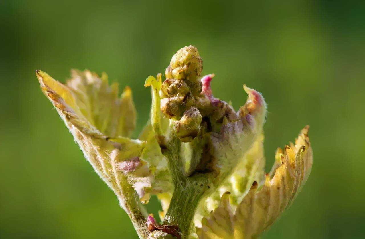 葡萄花芽分化的秘密!看懂告别花少,花弱,花不来