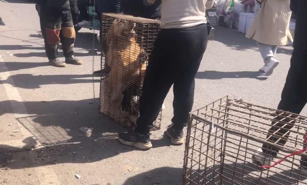 一起带到不远处的一辆狗肉车上,可能这个在狗市中的成年犬交易市场