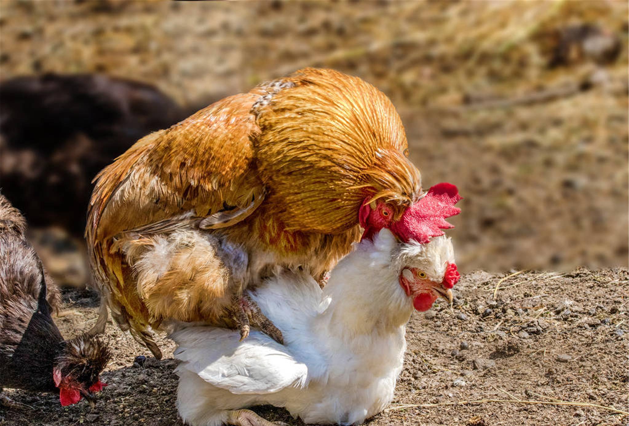 怎样辨认杀好的鸡是死鸡还是病鸡还是新鲜的鸡-