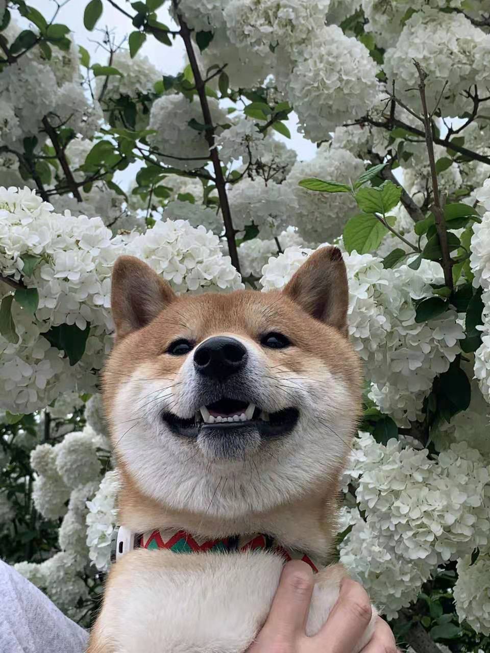 柴犬一只多少钱 几个月大的比较好上手 价格